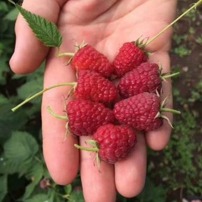 Малина ЕВРАЗИЯ в Калинковичах