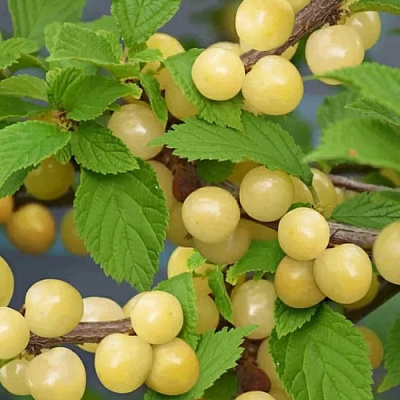 Вишня СНЕВИТ войлочная в Калинковичах