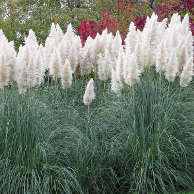 Кортадерия белая (пампасная трава) в Калинковичах