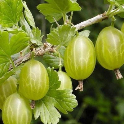 Крыжовник УРАЛЬСКИЙ ИЗУМРУД в Калинковичах
