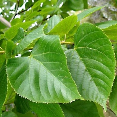Липа мелколистная в Калинковичах