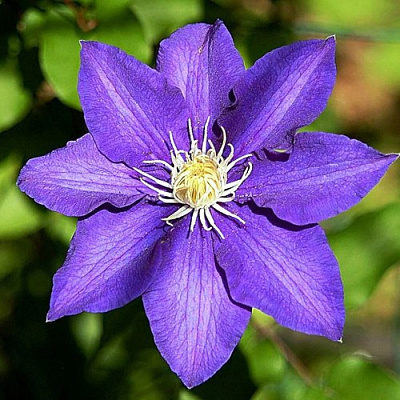 Клематис ЗЕ ПРЕЗИДЕНТ в Калинковичах