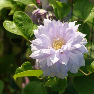 Клематис БЕЛЬ ОФ ВОРКИНГ в Калинковичах