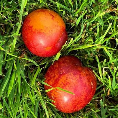 Шарафуга НЕКТАРИННАЯ в Калинковичах