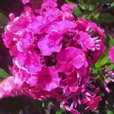 Флокс БАМБИНИ ДИЗАЙР метельчатый в Калинковичах