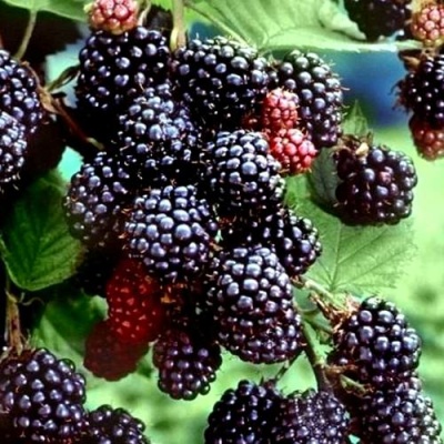 Ежевика ЭВЕРГРИН бесшипная  в Калинковичах