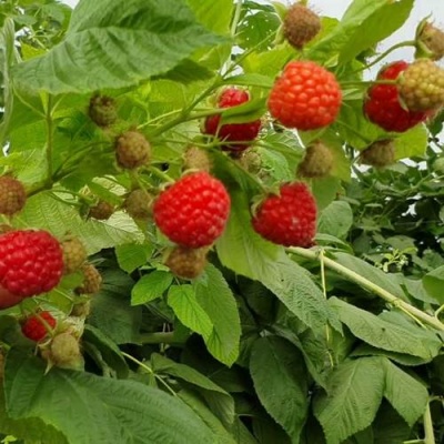 Малина КВЕЛЛИ в Калинковичах