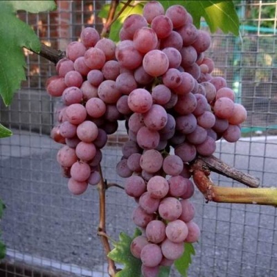 Виноград ЭЛЕГИЯ в Калинковичах