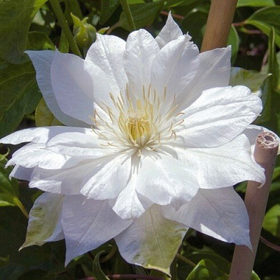 Клематис ДАЧЕСС ОФ ЭДИНБУРГ в Калинковичах