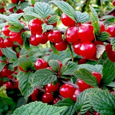 Вишня ВОСТОРГ войлочная в Калинковичах