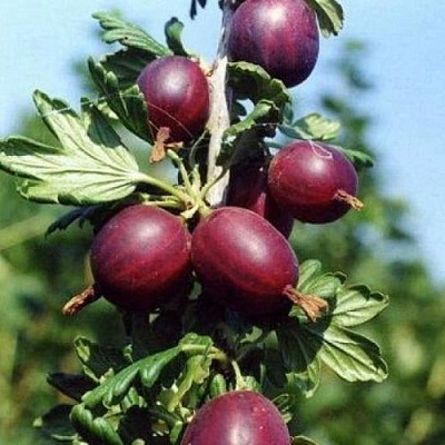 Крыжовник СЛИВОВЫЙ в Калинковичах