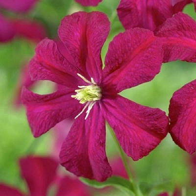 Клематис МАДАМ ДЖУЛИЯ КОРРЕВОН в Калинковичах