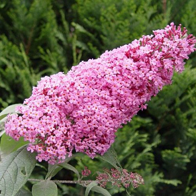 Буддлея давида ПИНК ДЕЛАЙТ в Калинковичах