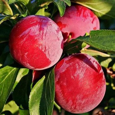 Слива БЕРБАНК ГИГАНТ в Калинковичах