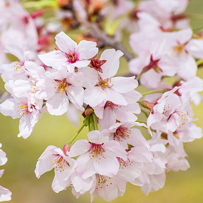 Сакура КОЙО НО МАЙ в Калинковичах