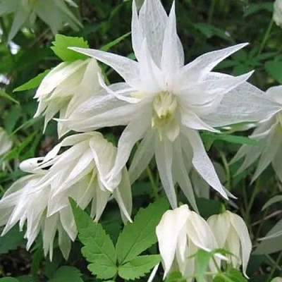 Княжик АЛЬБИНА ПЛЕНА белый махровый в Калинковичах