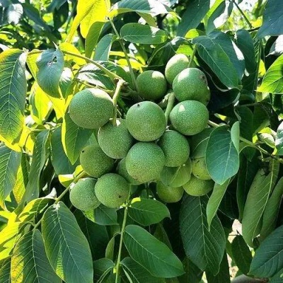 Грецкий орех  ИЗЯЩНЫЙ в Калинковичах