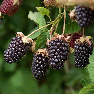 Ежемалина БОЙСЕНБЕРРИ в Калинковичах