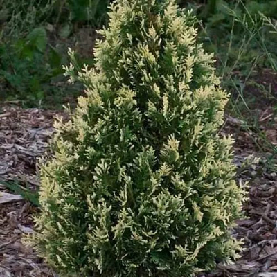 Туя БРАБАНТ ВАРИЕГАТТА западная в Калинковичах