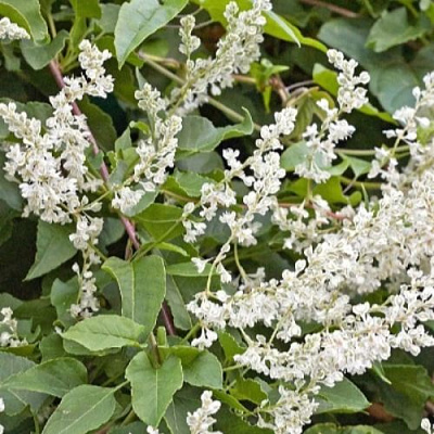 Фаллопия АУБЕРТА в Калинковичах