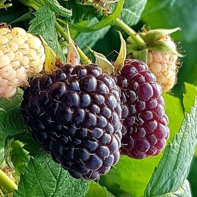 Малина БЛЭК ПОЛЬКА (ХЕБАН) в Калинковичах