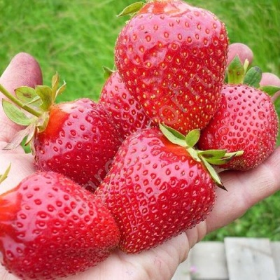 Клубника ЭЛИАНЕ в Калинковичах