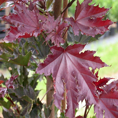 Клен КРИМСОН СЕНТРИ остролистный в Калинковичах