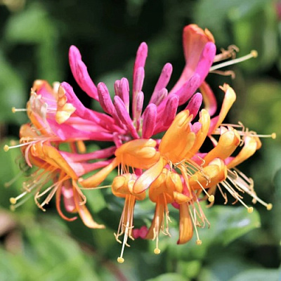 Жимолость ГЕКРОТА в Калинковичах