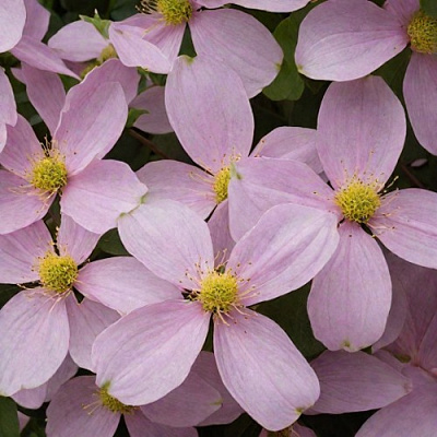 Клематис ГОРНЫЙ в Калинковичах