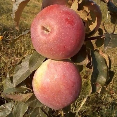 Яблоня АКСАМИТ в Калинковичах