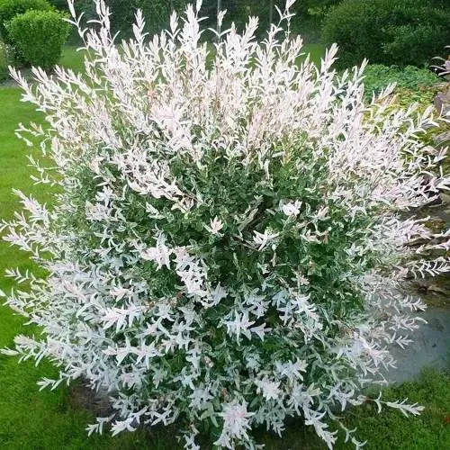 Ива ХАКУРО НИШИКИ в Калинковичах