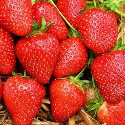 Клубника КВИКИ в Калинковичах