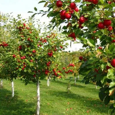 Плодовые деревья в Калинковичах