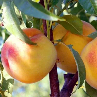 Колонновидные персики в Калинковичах