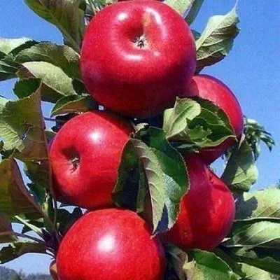 Колонновидные яблони в Калинковичах