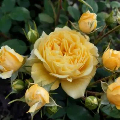 Роза флорибунда в Калинковичах