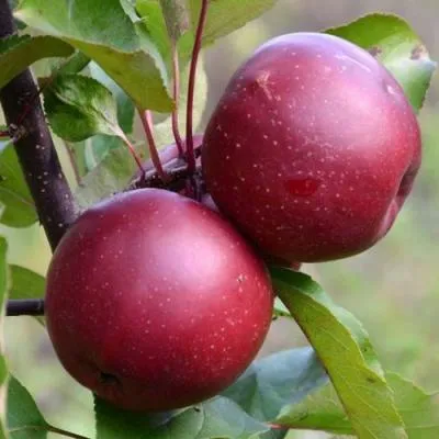 Яблоня красномясая в Калинковичах