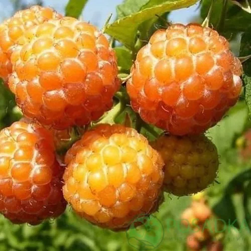 Малина КУМБЕРЛЕНД желтая в Калинковичах